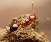 ヒアリにご注意を。。。